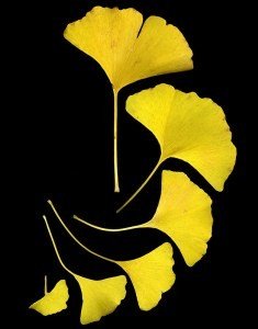 ginkgo-biloba-leaves